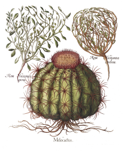 Vintage Cactus Illustration - Print