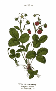 Free Vintage Print Wild Strawberry
