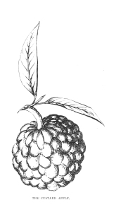 Vintage Clip Art Custard Apple