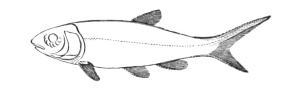 Vintage Clip Art Fish
