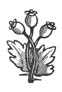 Vintage Clip Art - Poppy Pods