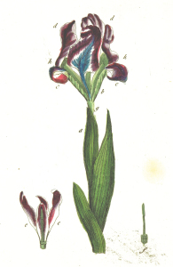 Vintage Floral Print