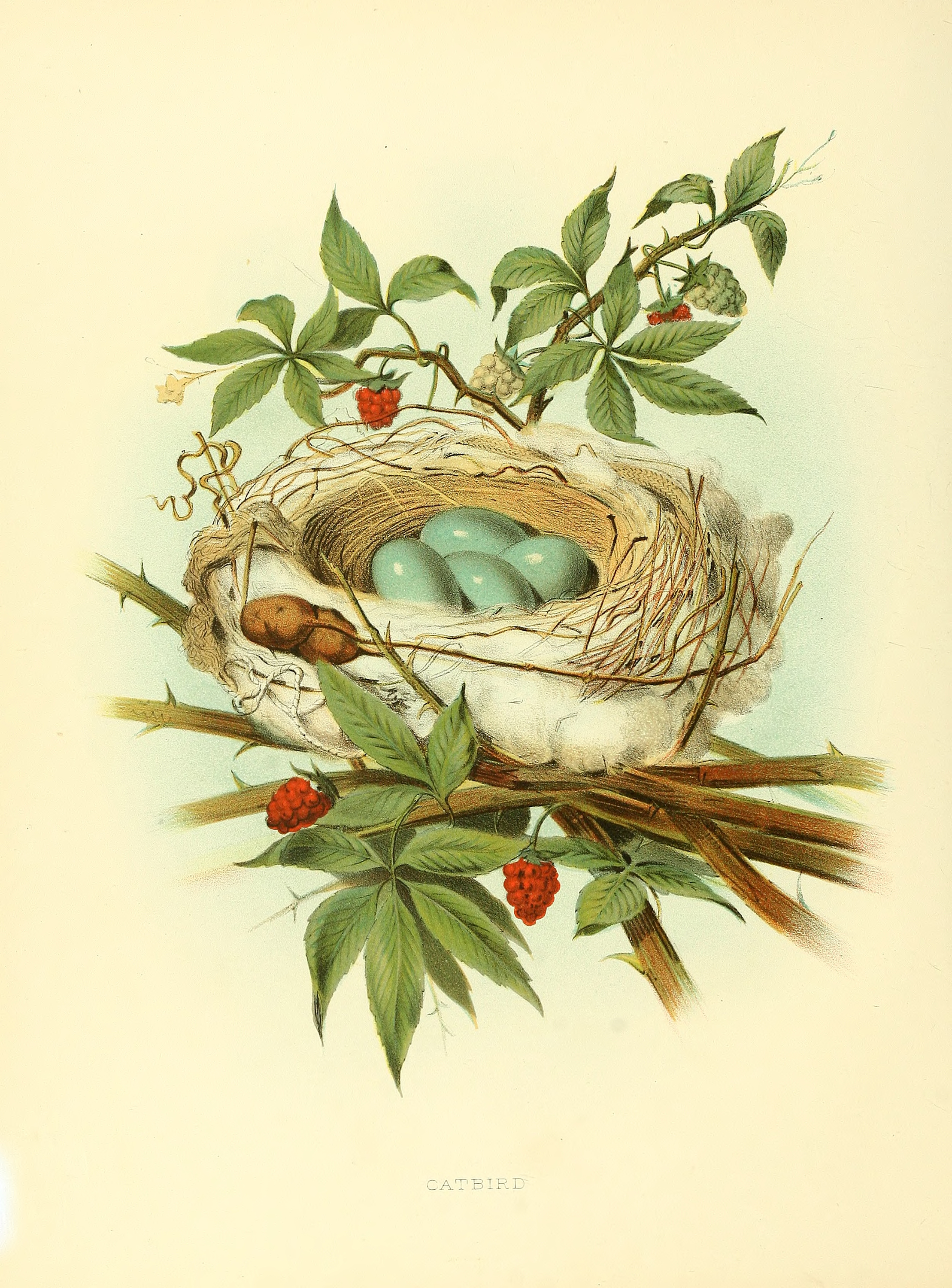 Vintage Bird Nest Print