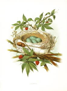 Vintage Bird Nest Print