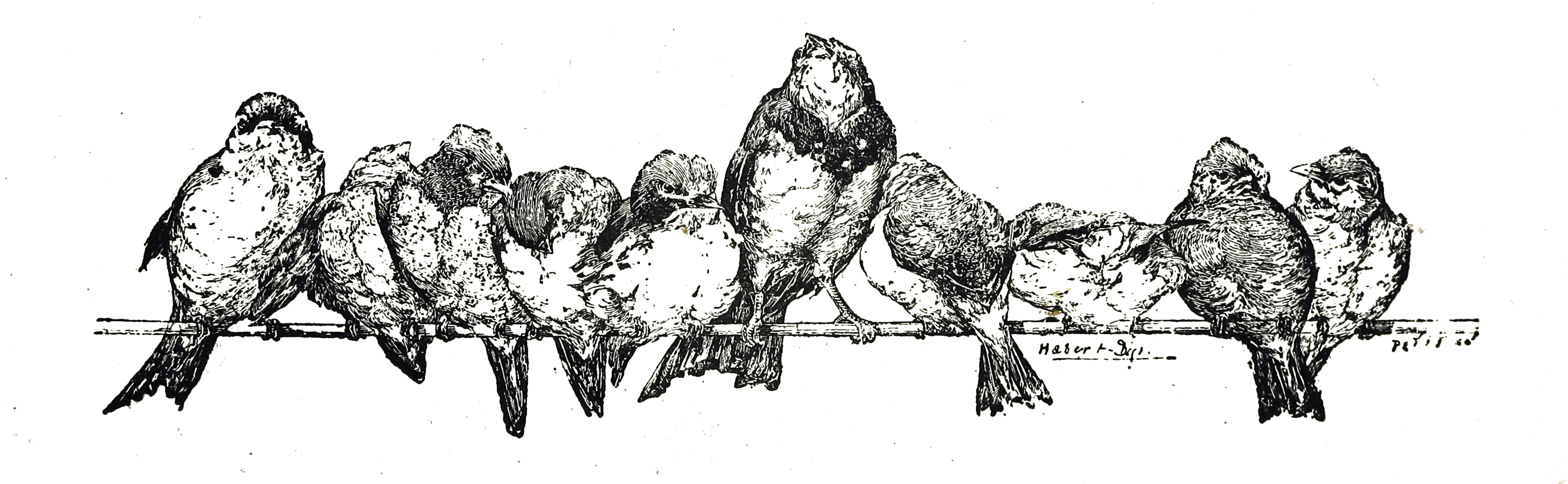 Vintage Bird Clip Art Illustration