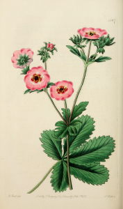 Vintage Botanical Print - Pink Flower