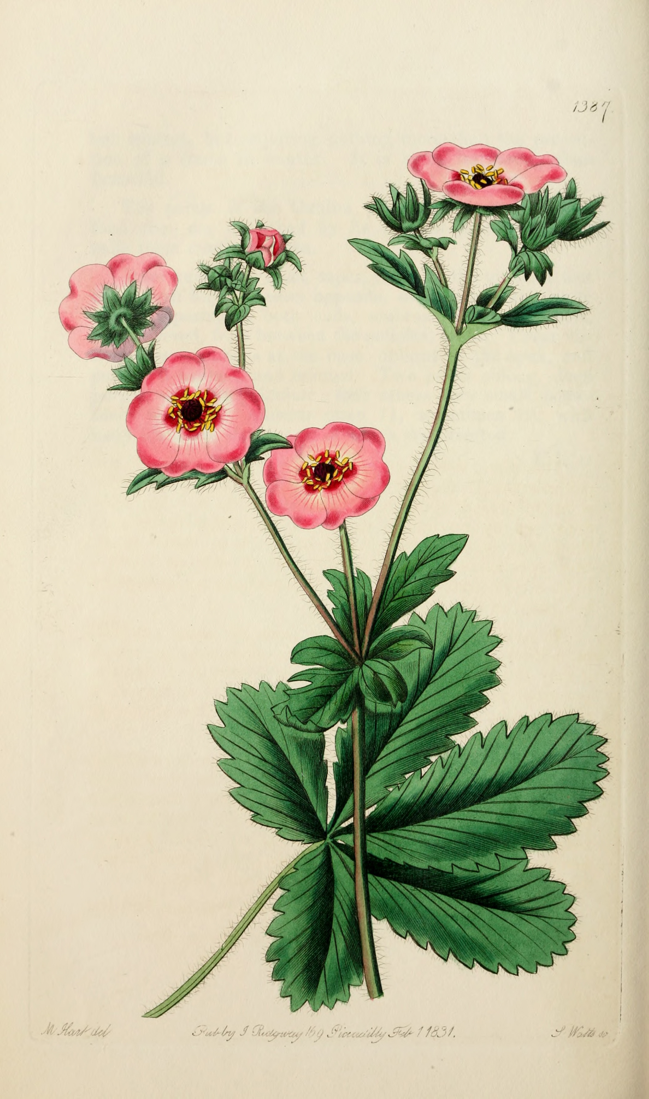 Vintage Botanical Print - Pink Flower