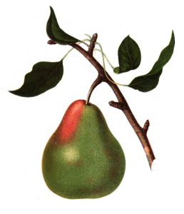 Vintage Pear Illustration - Botanical - Fruit