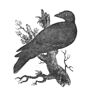 Vintage Raven Illustration