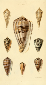 Vintage Seashell Print