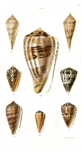 Vintage Seashell Print