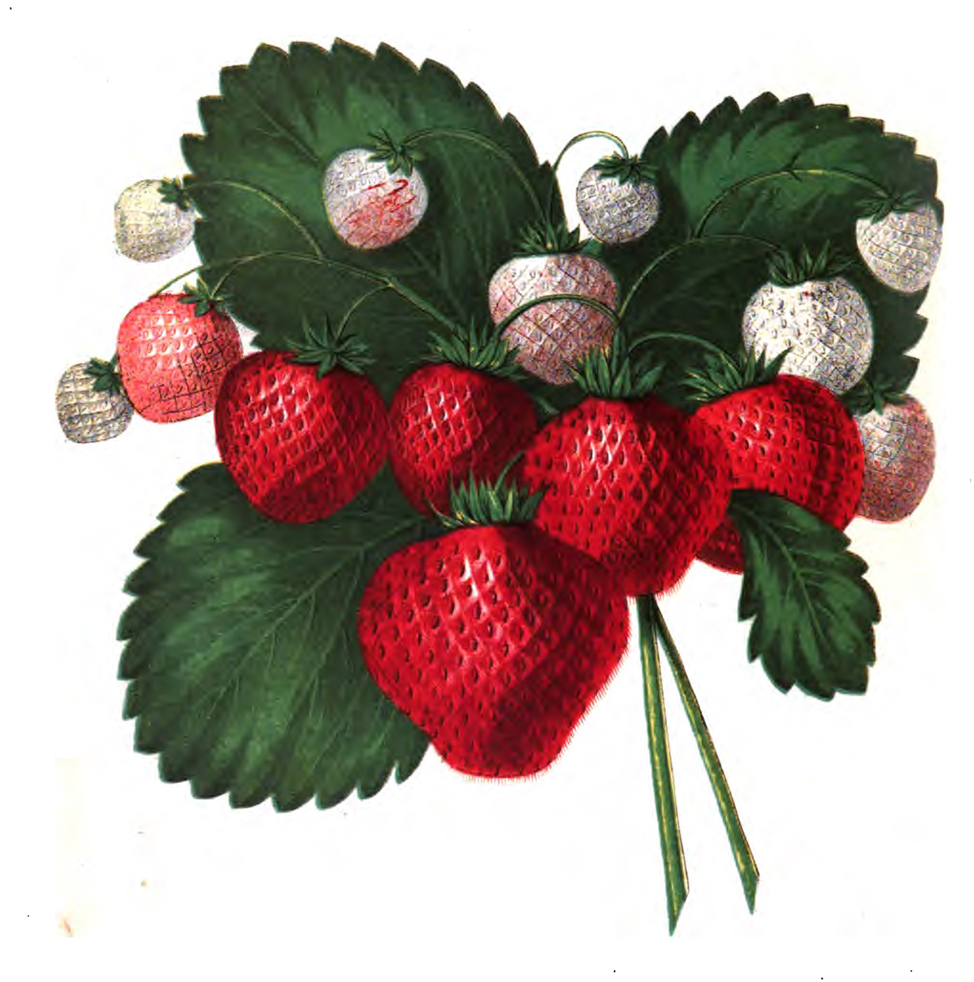 Vintage Strawberry Clip Art Illustration