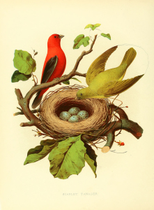 Vintage Print - Birds with Nest and Eggs
