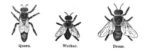 Vintage Bee Illustration - Clip Art