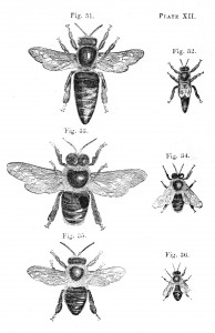 Vintage Bee Illustrations