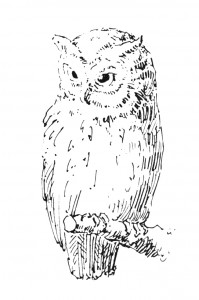 Vintage Clip Art Illustration - Owl