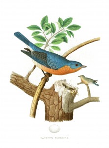 Vintage Eastern Bluebird Illustration