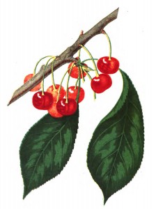 Vintage Illustration - Cherries