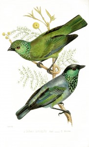 Vintage Illustration - Colorful Birds