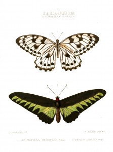 Vintage Illustration - Exotic Butterflies