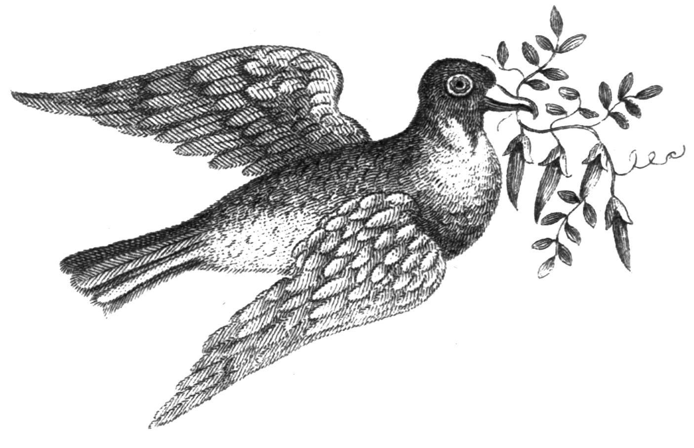 Vintage Pigeon Illustration Clip Art