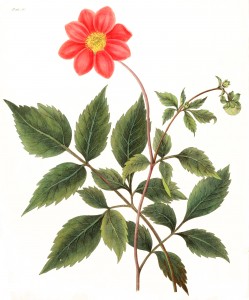 Free Vintage Botanical Prints