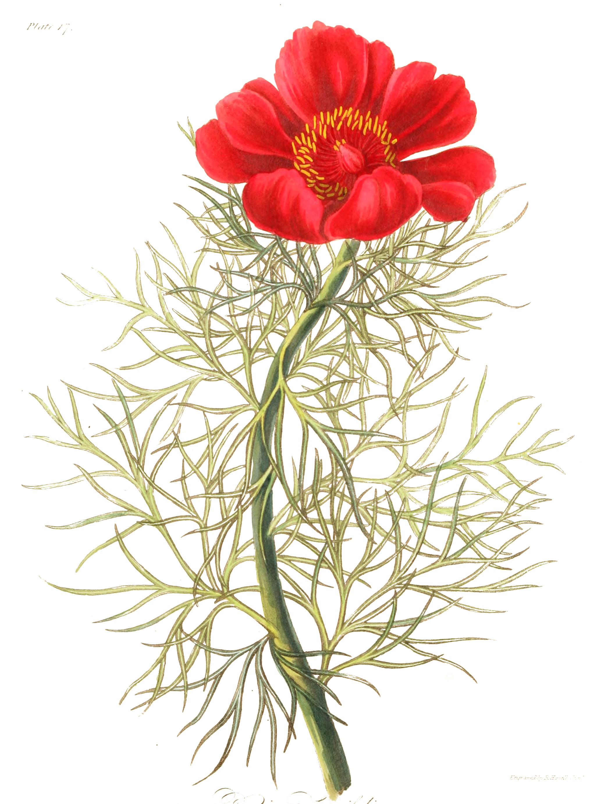 Free Vintage Botanical Prints