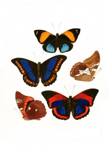 Vintage Illustration - Butterfly Print