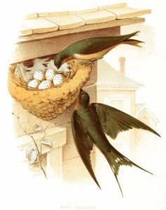 Free Vintage Illustration - Birds and Nest